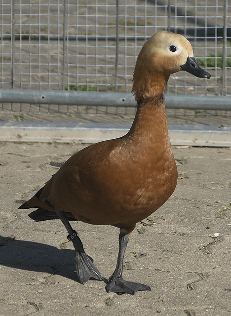 而夏季京津
